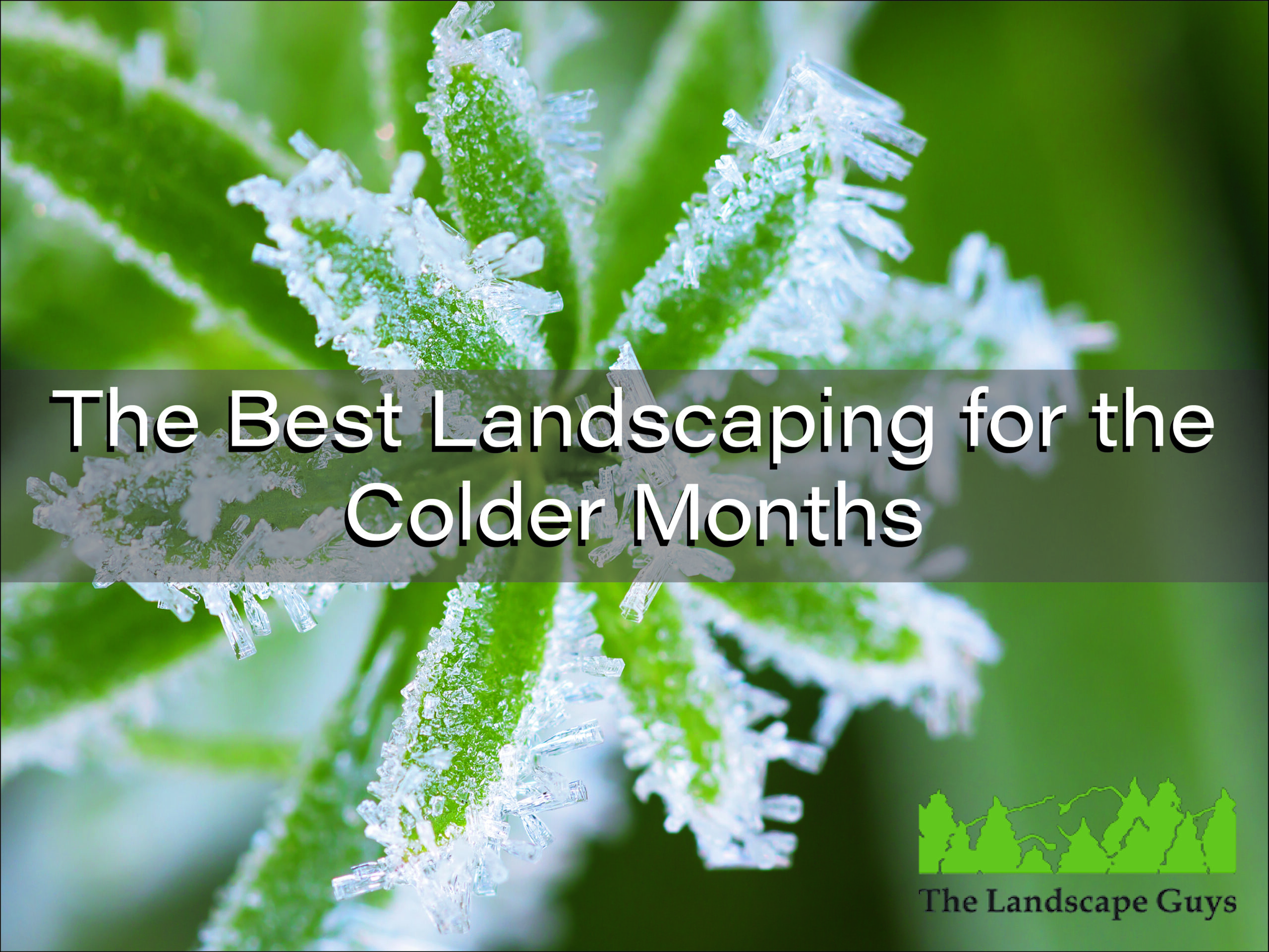 Cold Weather Plant Tips